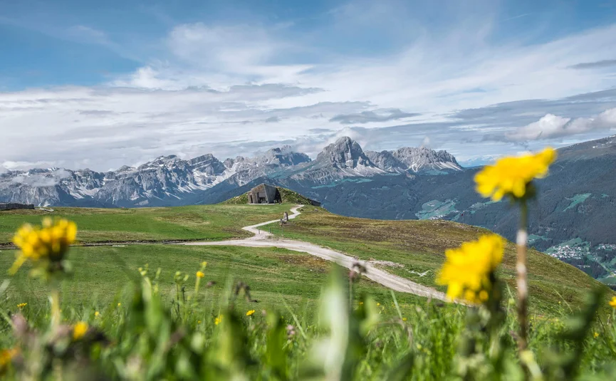 Bergwiese mit Bergpanorama und gelben Blumen im Vordergrund