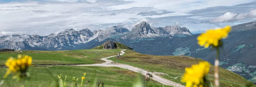 Bergwiese mit Bergpanorama und gelben Blumen im Vordergrund