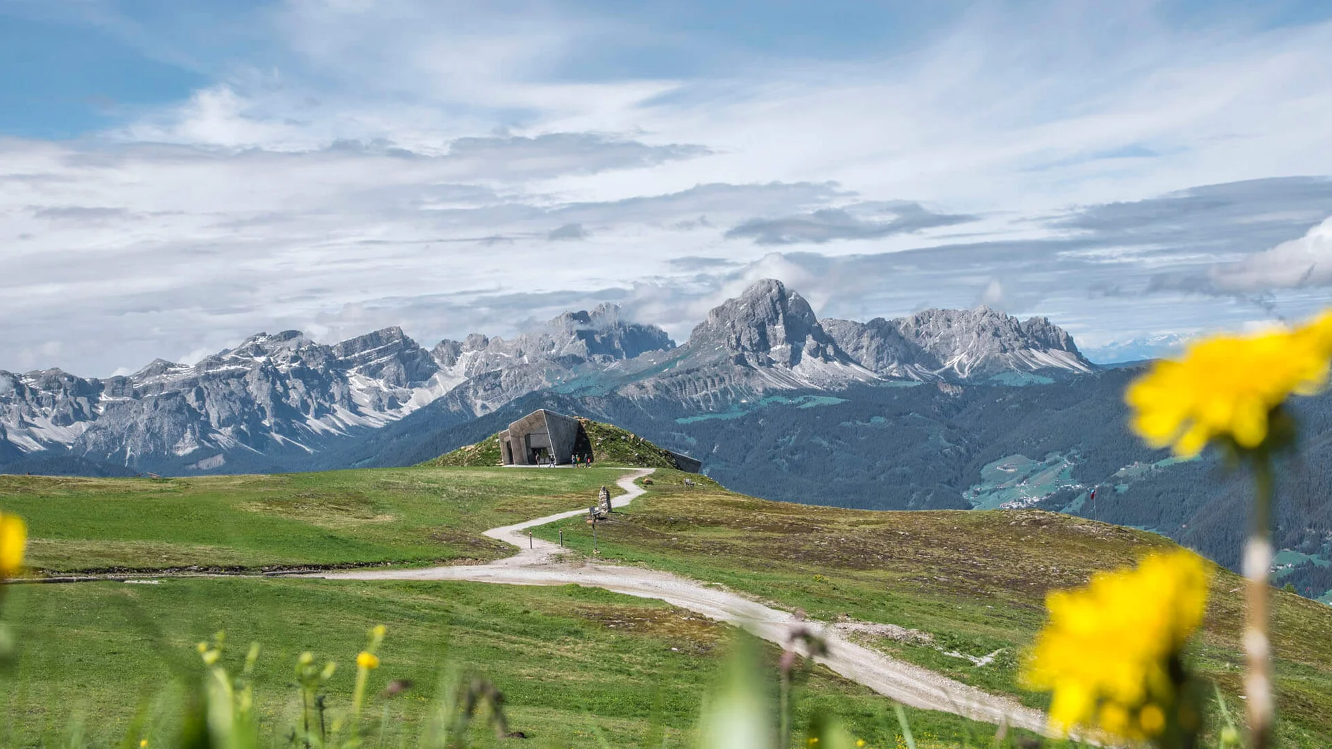 Mountain meadow with mountain range and yellow flowers in foreground