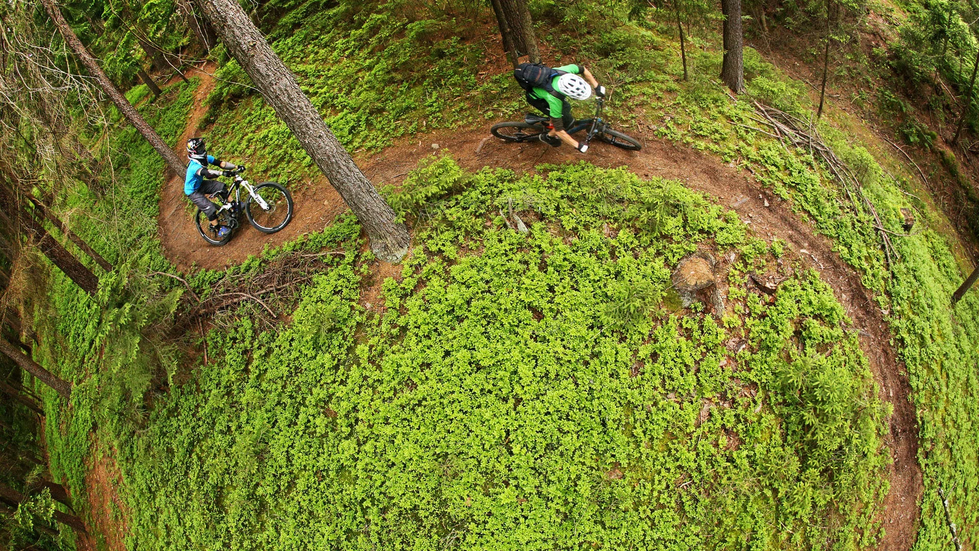 Zwei Mountainbiker auf einem kurvigen Waldtrail mit grünem Unterwuchs