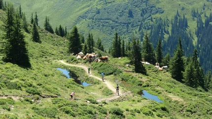 Mountainbiker fahren auf einem Pfad neben grasenden Kühen in den Alpen