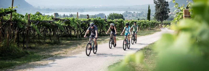 Vier Radfahrer fahren auf einem Weg durch einen Weingarten mit Bergen im Hintergrund