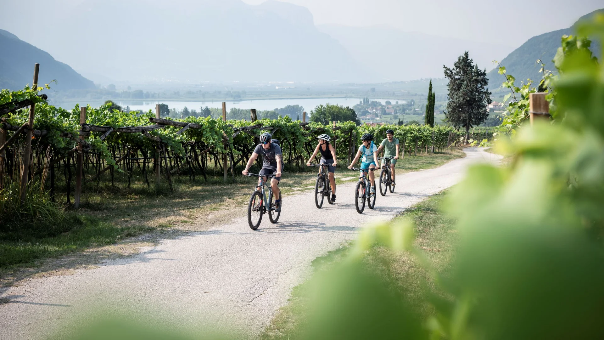 Vier Radfahrer fahren auf einem Weg durch einen Weingarten mit Bergen im Hintergrund