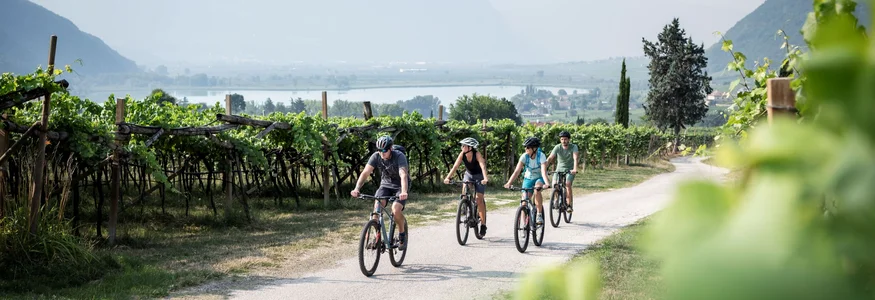 Tramin © IDM Südtirol - Alex Filz Four cyclists ride on a path through a vineyard with mountains in the background