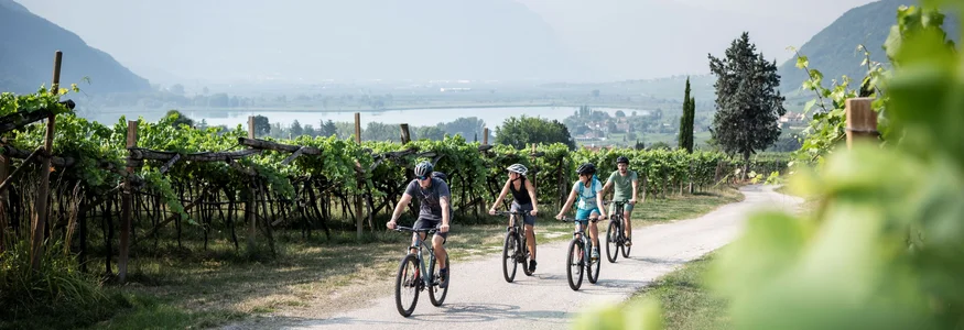 Vier Radfahrer fahren auf einem Weg durch einen Weingarten mit Bergen im Hintergrund