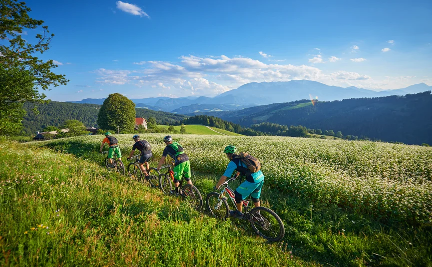 Vier Mountainbiker fahren auf einem Pfad durch grüne Felder bei sonnigem Wetter