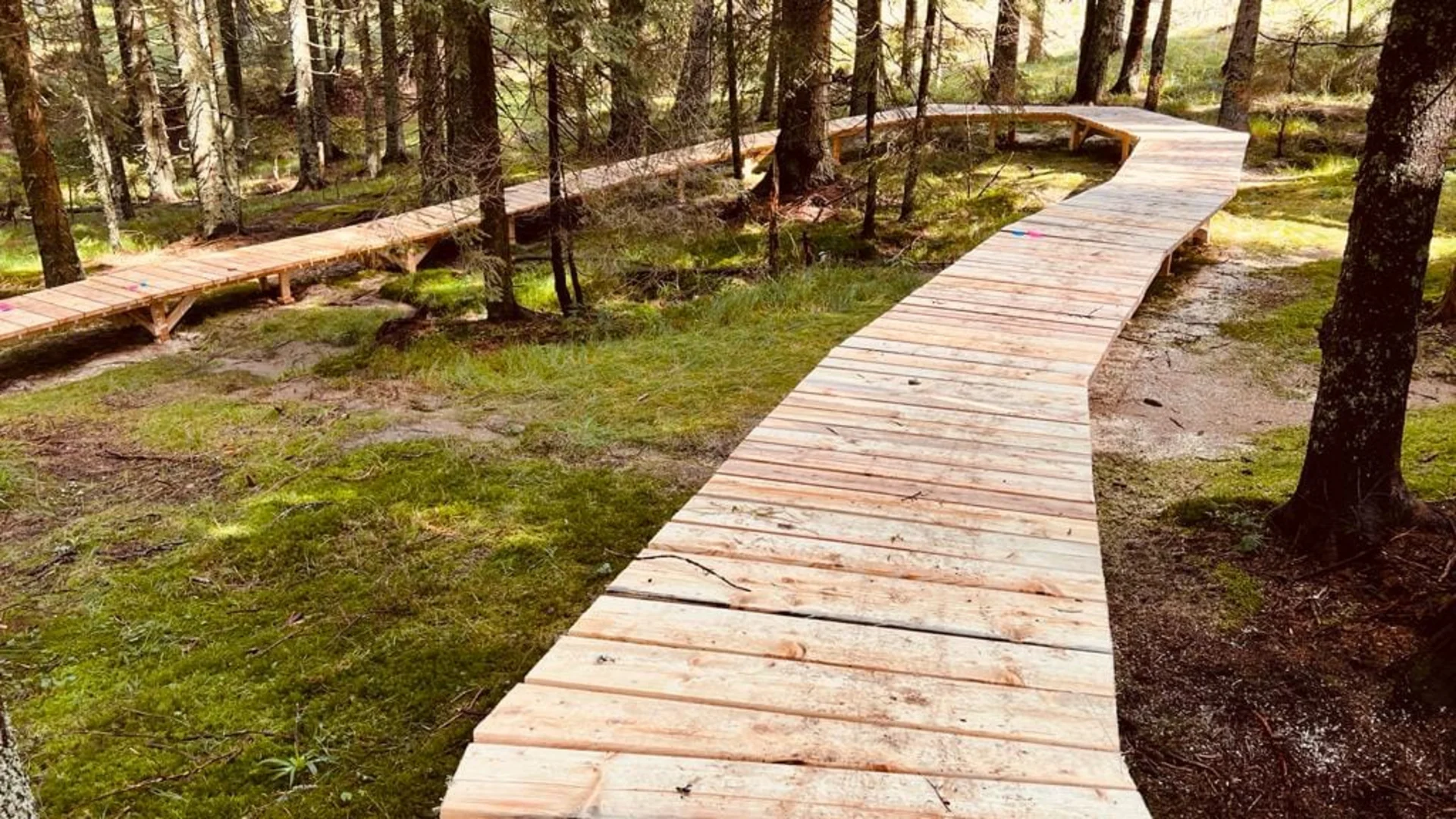 Holzsteg durch einen grünen Wald mit Bäumen