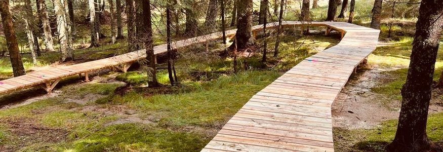 Hotel Planja **** © Hotel Planja Wooden boardwalk winding through green forest with trees