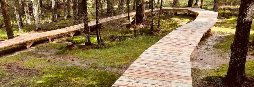 Mountainbike Urlaub in Rogla – Pohorje © Hotel Planja Holzsteg durch einen grünen Wald mit Bäumen