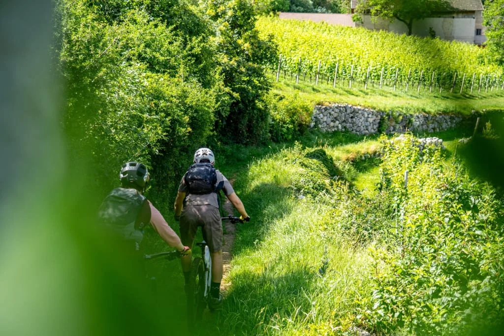 Two cyclists on a path through green vineyards and trees