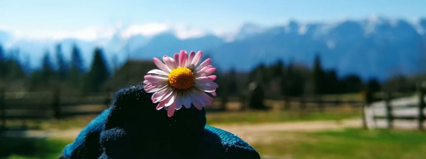 Frühlingsbikewochenende Hand mit Handschuh hält kleine Gänseblümchen vor Berglandschaft