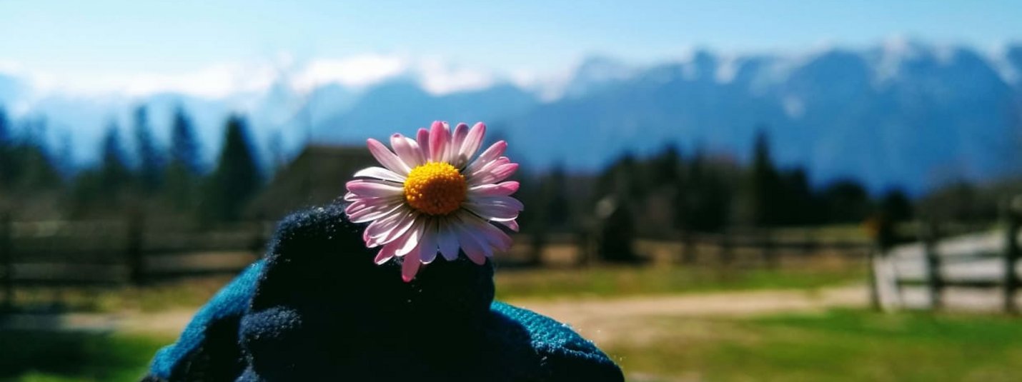 Frühlingsbikewochenende Hand mit Handschuh hält kleine Gänseblümchen vor Berglandschaft
