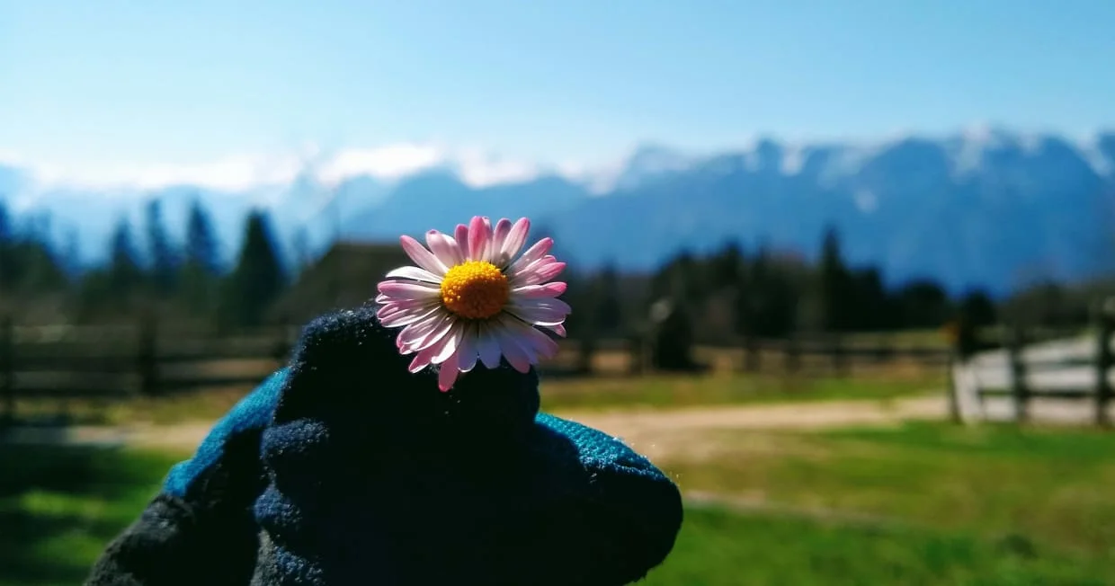 Hand met handschoen houdt een klein madeliefje voor een berglandschap