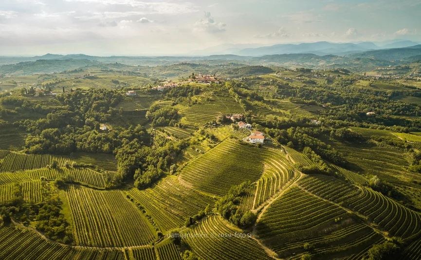 Vipolže Gredič Ceglo brajde © Damijan Simčič Landschaft mit grünen Weinbergen und Hügeln unter bewölktem Himmel