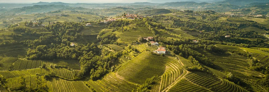 Vipolže Gredič Ceglo brajde © Damijan Simčič Landschaft mit grünen Weinbergen und Hügeln unter bewölktem Himmel