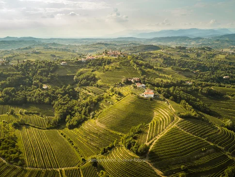 Vipolže Gredič Ceglo brajde © Damijan Simčič Landschaft mit grünen Weinbergen und Hügeln unter bewölktem Himmel