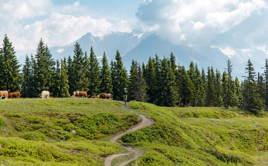Mountainbikevakantie in Flachau © David Karg Fietser op bergpad met koeien en dennenbomen voor berglandschap