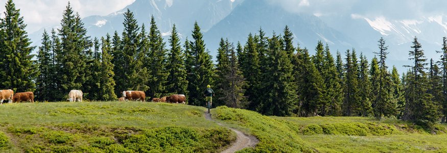 Bike & Taste die Salzburger Sportwelt © David Karg Fahrradfahrer auf bergigem Pfad mit Kühen und Nadelbäumen vor Bergkulisse