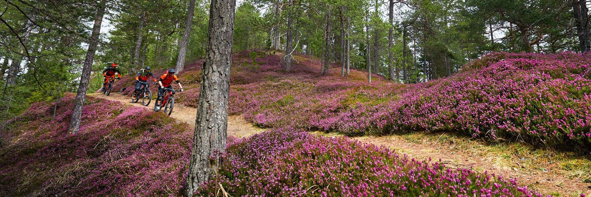 Drie mountainbikers op een bospaadje met bloeiende heide