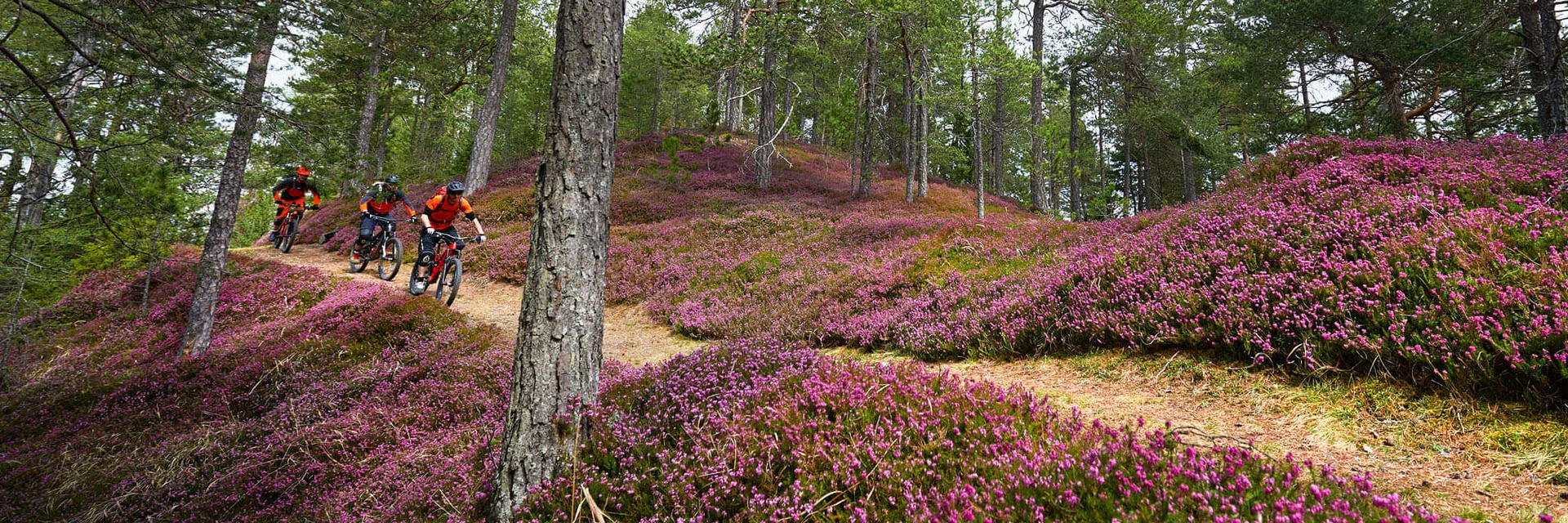 Drei Mountainbiker fahren auf einem Waldweg mit blühender Heide
