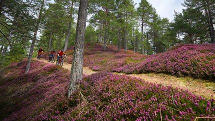 Three mountain bikers riding on a forest trail with blooming heather
