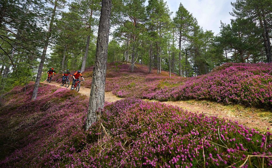 Drei Mountainbiker fahren auf einem Waldweg mit blühender Heide