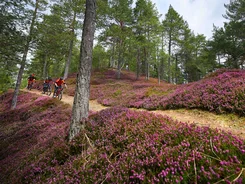 Drei Mountainbiker fahren auf einem Waldweg mit blühender Heide
