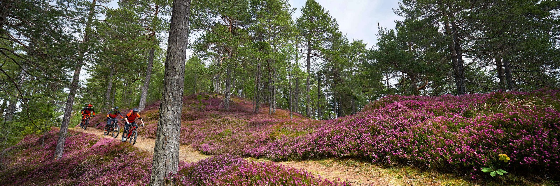 Drei Mountainbiker fahren auf einem Waldweg mit blühender Heide
