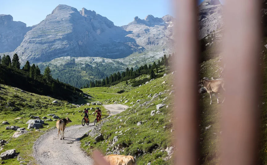 Two cyclists on mountain path with cows and mountains in the background