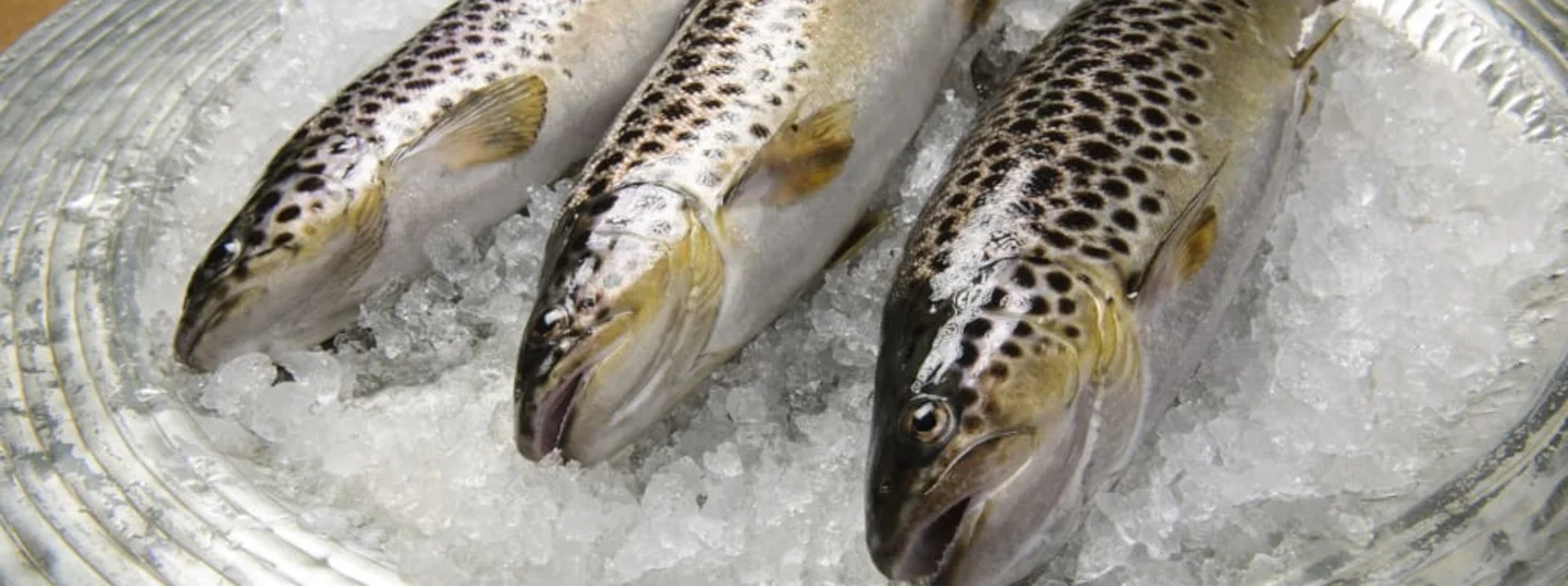 Fischgenusstage im Lindenhof Drei frische Forellen auf Eis in einer Schale