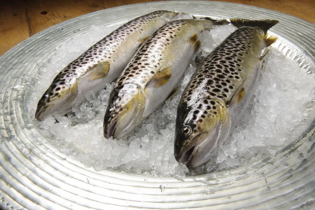 Drei frische Forellen auf Eis in einer Schale