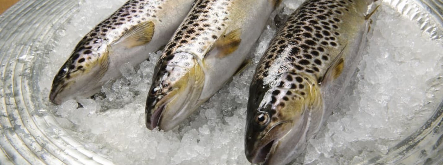Fish specialities at Lindenhof Three fresh trout on ice in a bowl