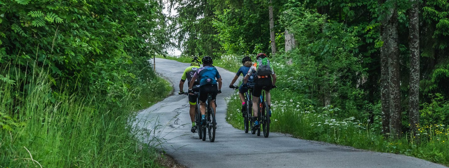 Vier Radfahrer fahren auf einer bewaldeten Straße bergauf