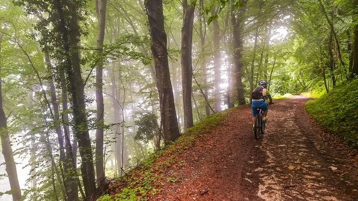 Mountainbiker auf Waldweg mit Sonnenstrahlen durch Bäume