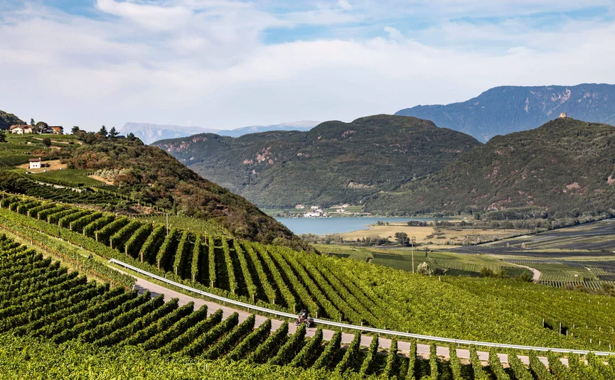 Cyclist on rural road through vineyards with mountains and lake in the background