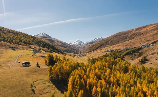 Herbstliches Bergtal mit bunten Bäumen und schneebedeckten Gipfeln im Hintergrund