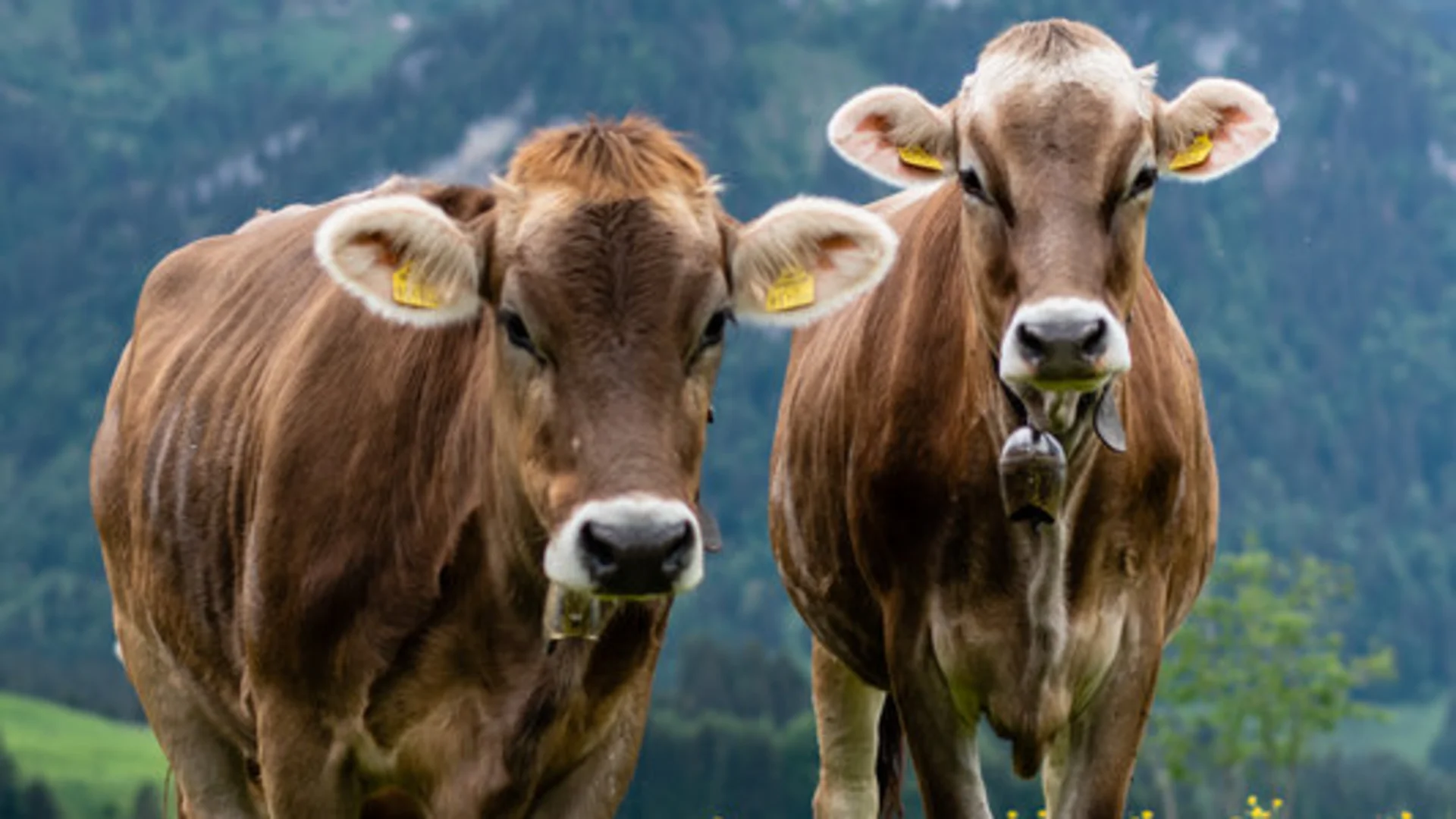 Traditionelles-Braunvieh-im-Bregenzerwald