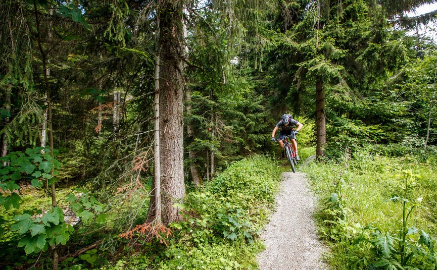Mountainbiker fährt auf schmalem Waldpfad zwischen grünen Bäumen