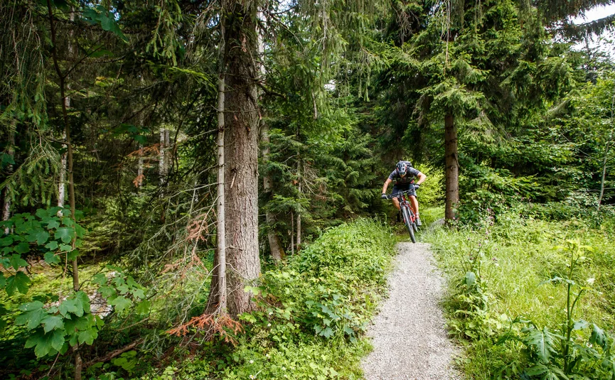 Mountainbiker fährt auf schmalem Waldpfad zwischen grünen Bäumen