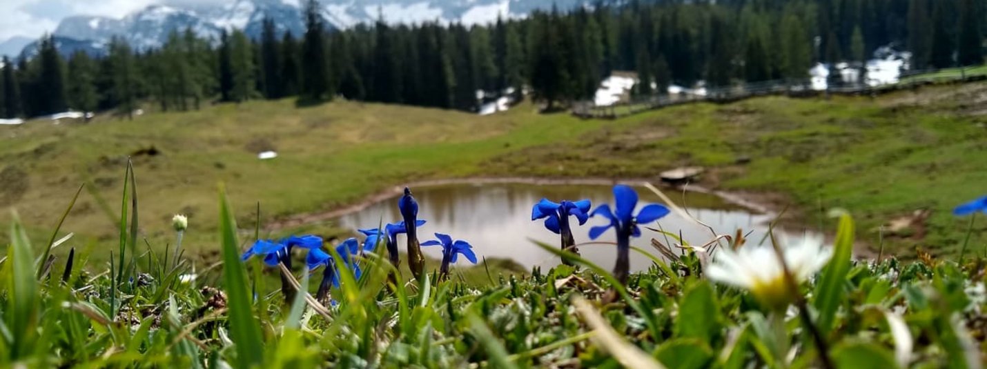 Salzkammergut-Genießertage Blumenwiese mit kleinem Teich und schneebedeckten Bergen im Hintergrund