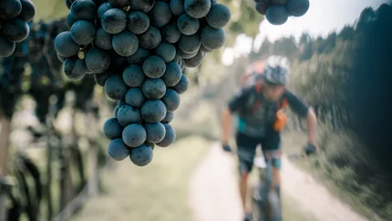 Nahaufnahme von Trauben an einem Weinstock mit verschwommenem Radfahrer im Hintergrund