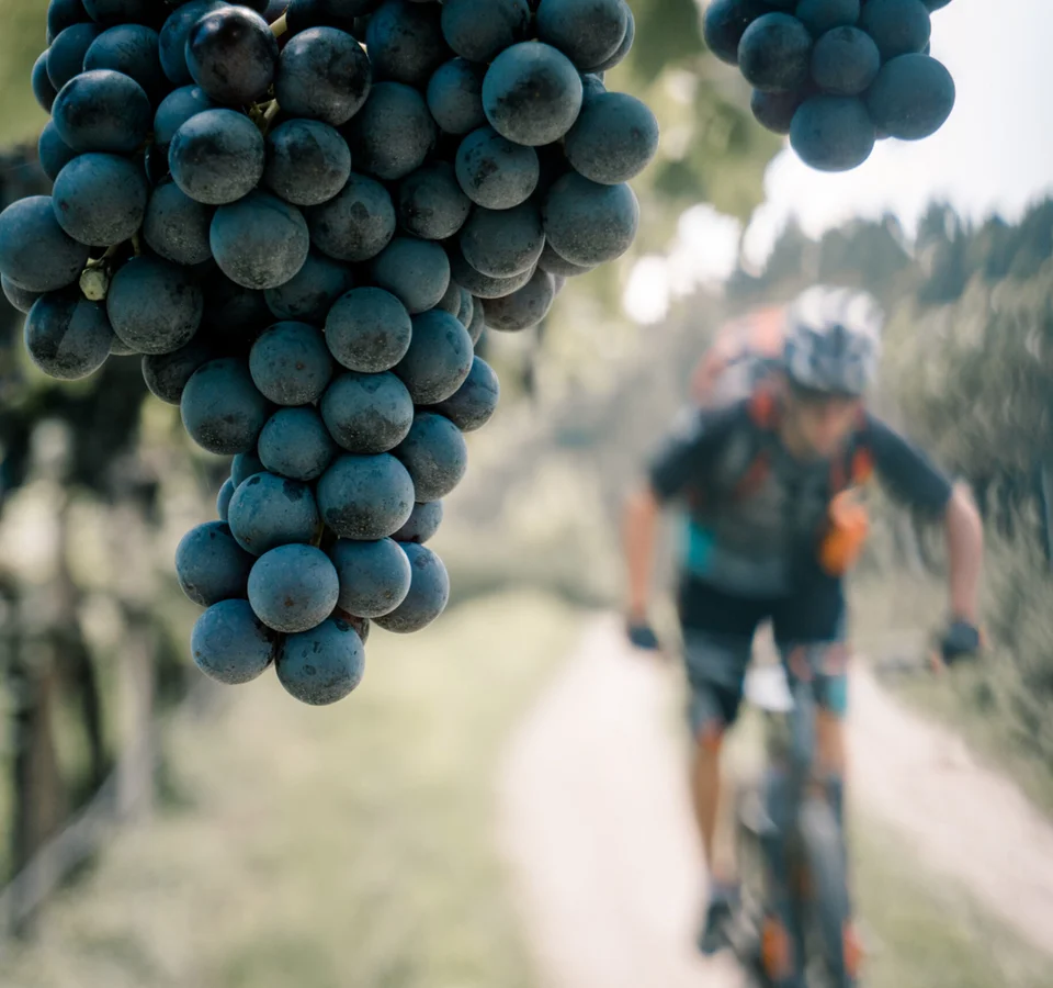 Nahaufnahme von Trauben an einem Weinstock mit verschwommenem Radfahrer im Hintergrund