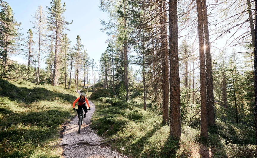 Mountainbiker fährt auf einem schmalen Waldweg bei Sonnenlicht