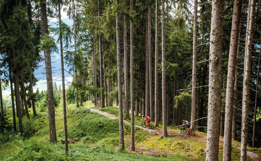 Zwei Mountainbiker fahren auf einem Waldweg zwischen hohen Tannen