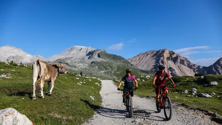 Ein Herbst-Wochenende in San Vigilio © Norman Bielig Zwei Mountainbiker auf Bergweg mit Kuh und Bergen im Hintergrund