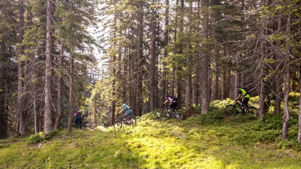 Vier Mountainbiker fahren auf einem Waldweg durch sonnigen Kiefernwald