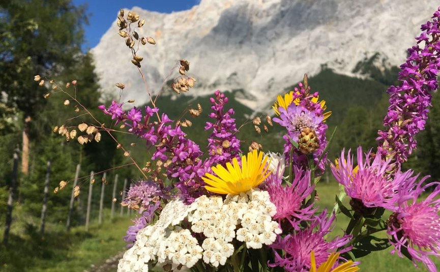 Kleurrijke wilde bloemen voor berglandschap met blauwe lucht