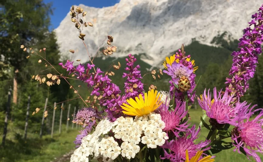 4 Tage Bergsommer rund um die Zugspitze 2026 Kleurrijke wilde bloemen voor berglandschap met blauwe lucht
