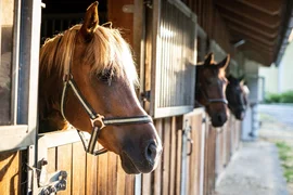 First happiness of riding / 3 nights Horses looking out from stalls in a sunny stable