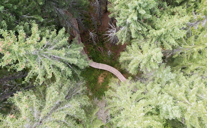 Luchtfoto van kronkelend houten pad door dicht groen dennenbos